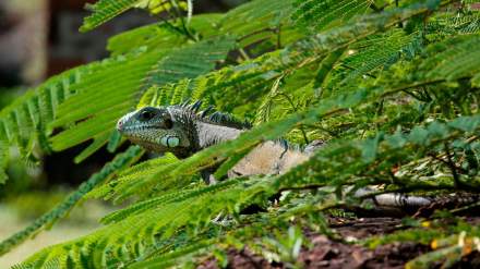 Activité Guyane · Hôtel Belle Terre Resort 3*